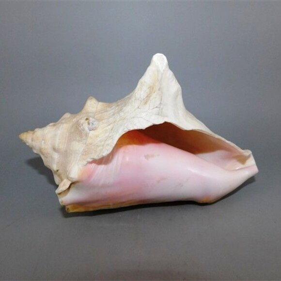 41/768 Large Natural Conch Shell White Pink on Inside Some Chips Around the Edge - Picture 1 of 3